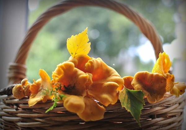 Осенние лисички грибы