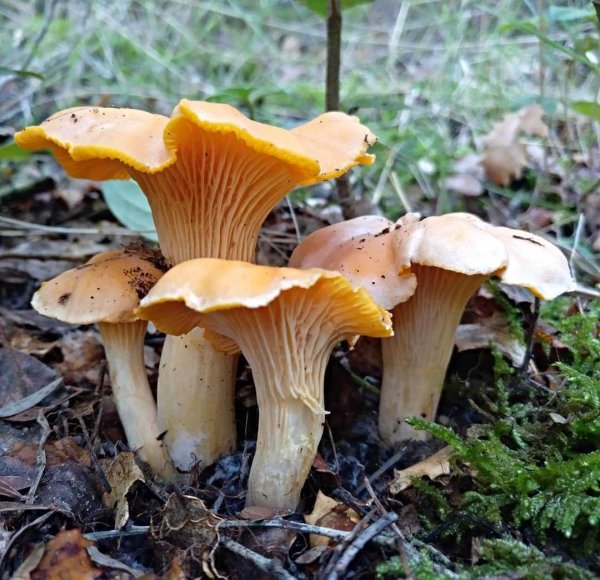 Лисичка обыкновенная гриб