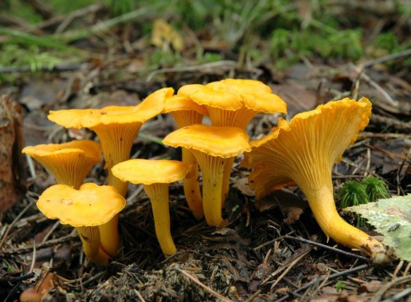 Грибы лисички в Крыму