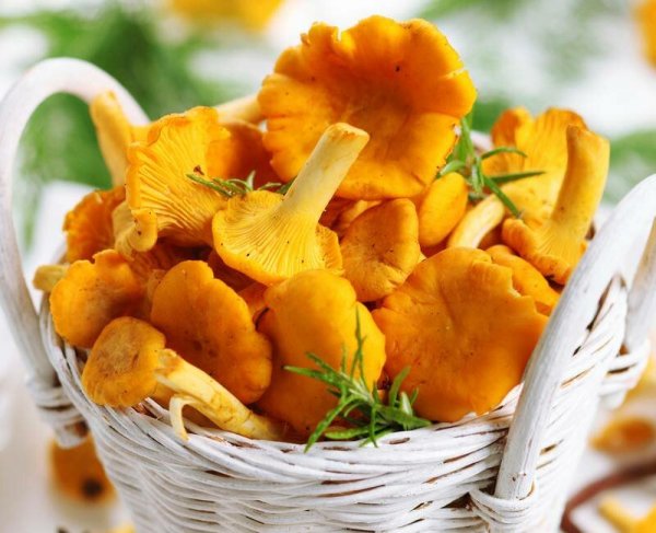 Грибы лисички Русберри