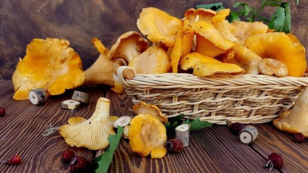 Богородские дикоросы грибы лисички