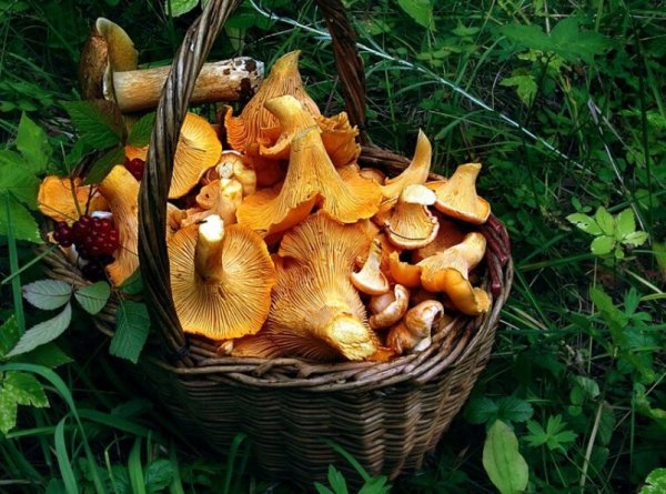 Лисички грибы в лукошке