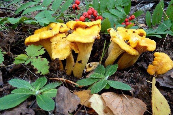 Грибы двойники лисички