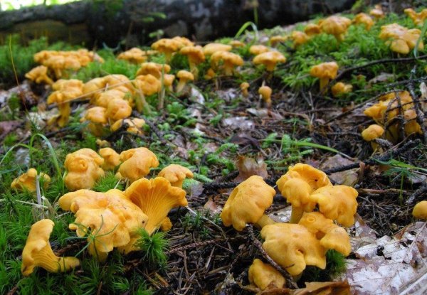 Грибы насобирали лисички