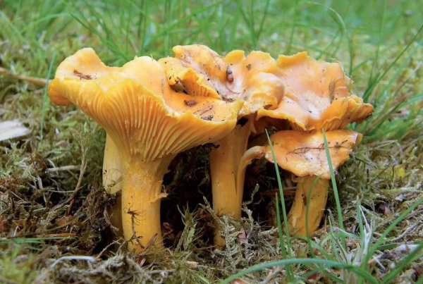 Червивые грибы лисички