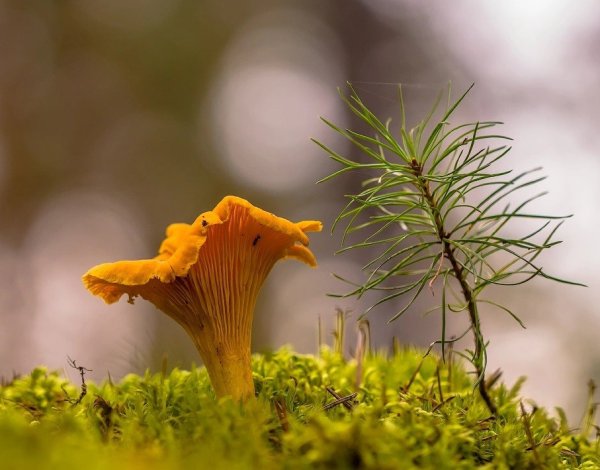 Грибы лисички