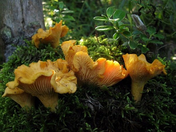 . Лисичка киноварно-красная гриб