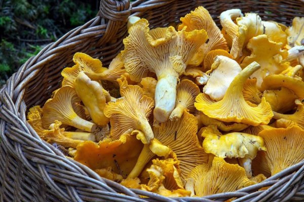 Грибница лисичек