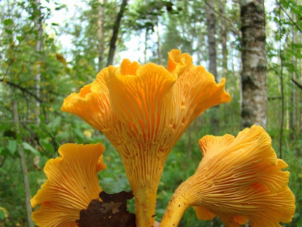 Розовые лисички грибы