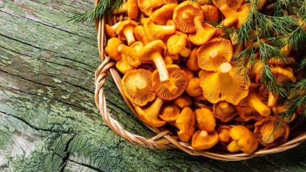 Грибы лисички в коробке