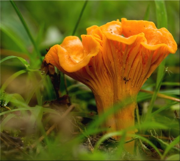 Лисичка с лисичками грибами