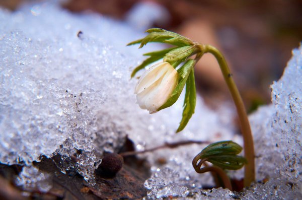 Весеннее Пробуждение природы