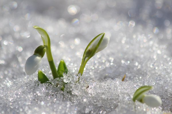 Весенняя капель