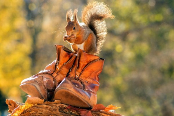 Веселая осень