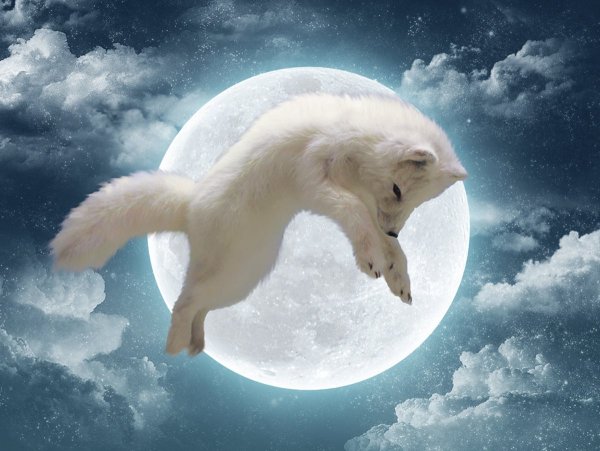 Лунная собака