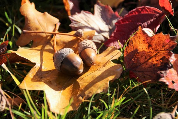 Канадский дуб желуди