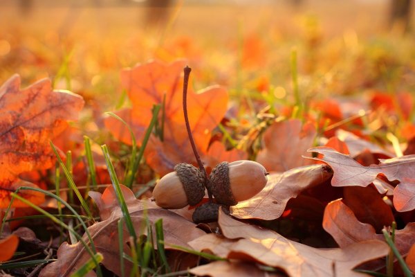 Осенние плоды