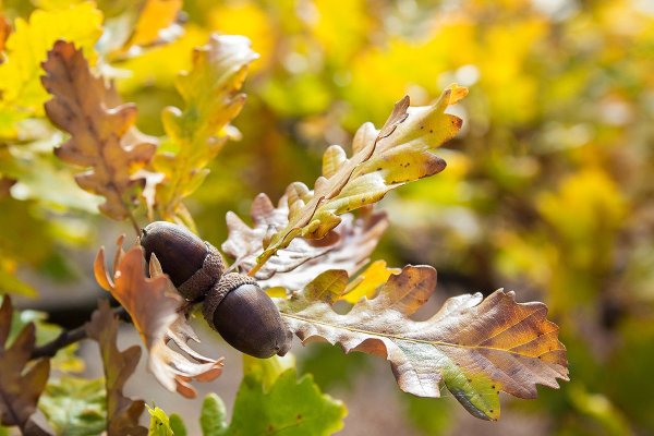 Дуб черешчатый желуди