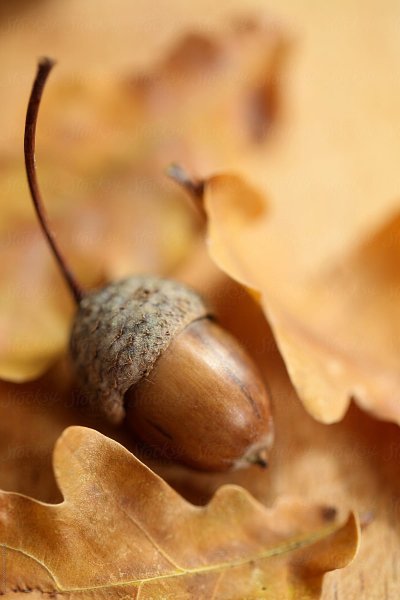 Дуб и желуди осенью