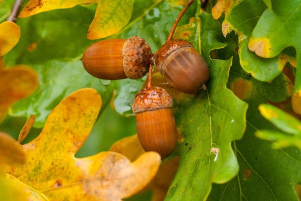 Желуди осенью