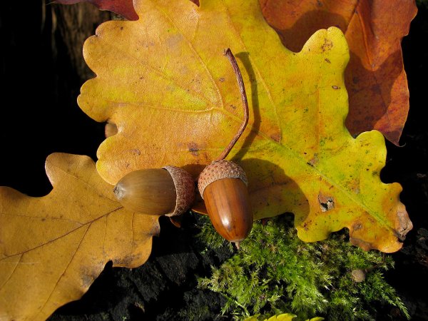 Дуб кора и Желудь