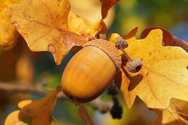 Дуб черешчатый семена