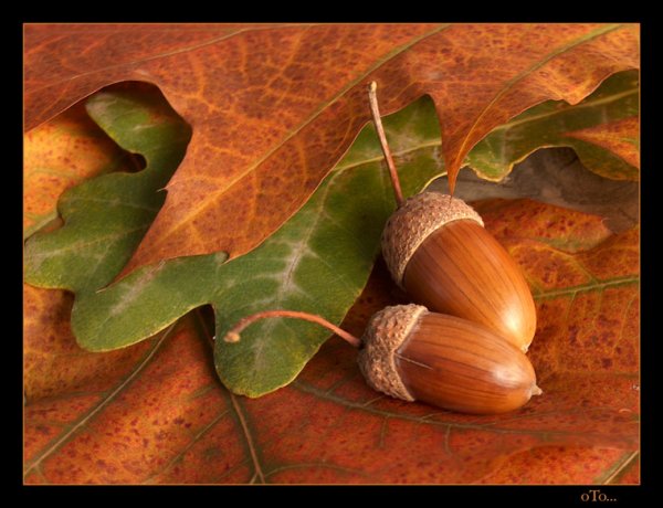 Дуб и желуди осенью