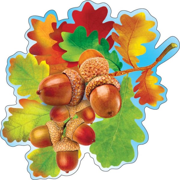 Ветка дуба с желудями