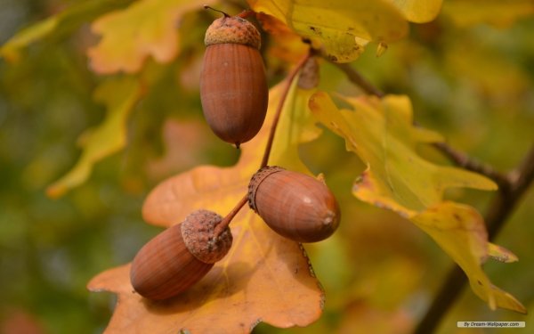 Дуб крупноплодный желуди