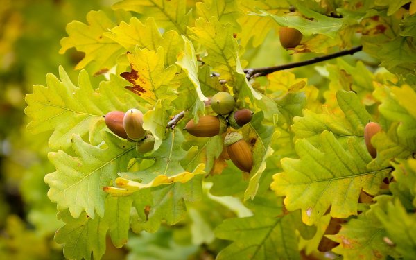 Канадский дуб желуди