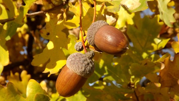 Дуб черешчатый желуди