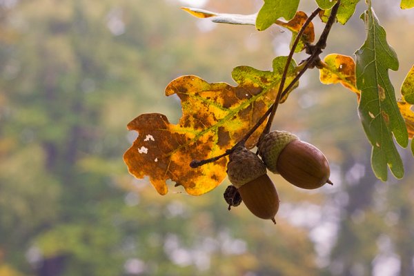 Желуди на ветке