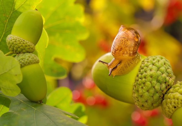 Осень желуди