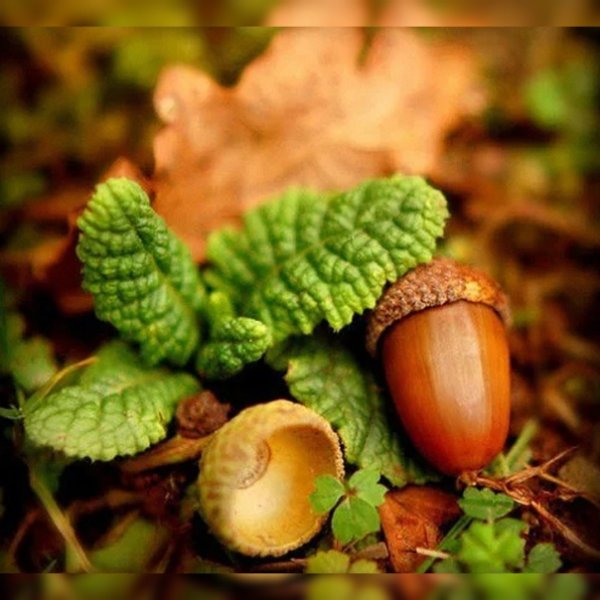 Осень шишки желуди