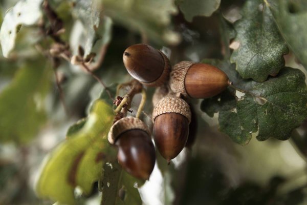 Стратификация желудей дуба