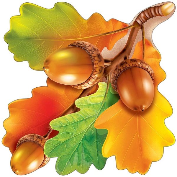 Осенние желуди