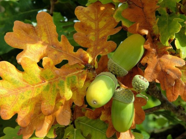 Дуб черешчатый осень