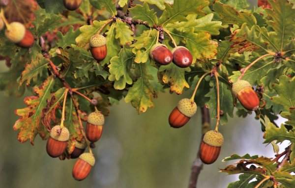 Дуб черешчатый желуди