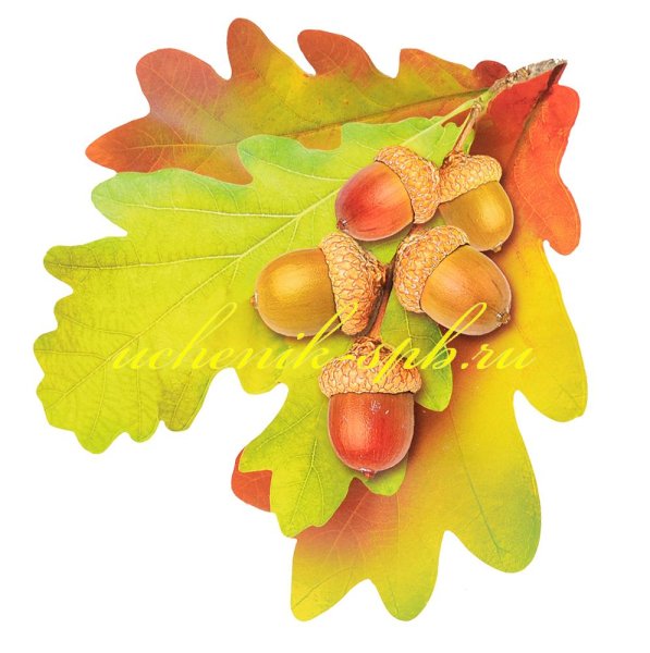 Осенние листья дуба