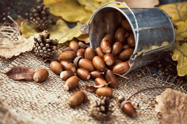 Натюрморт с желудями