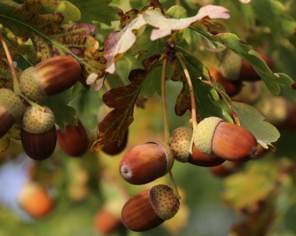 Дуб черешчатый плод