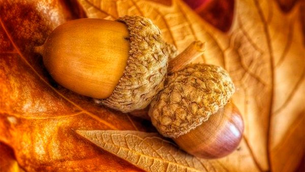 Желуди осенью