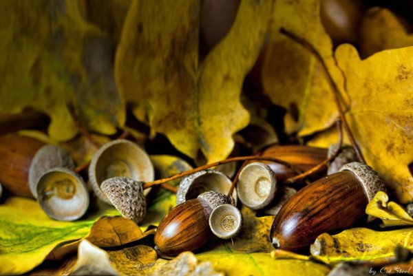 Осенние желуди и грибы