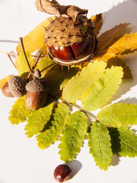Осень каштаны желуди