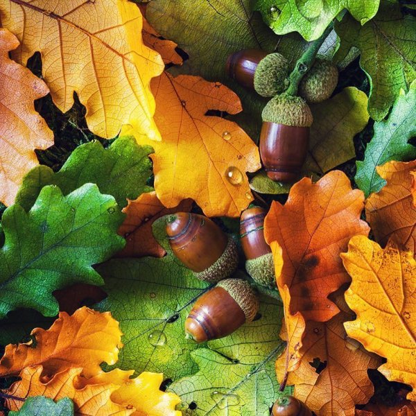 Осенние желуди картинки