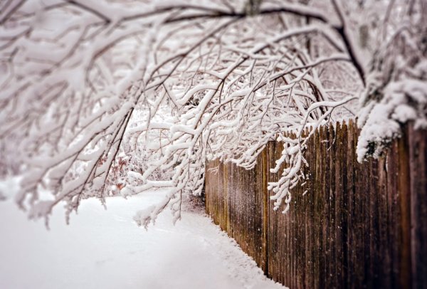 Снежный забор