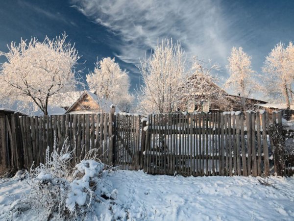 Изгородь зимой