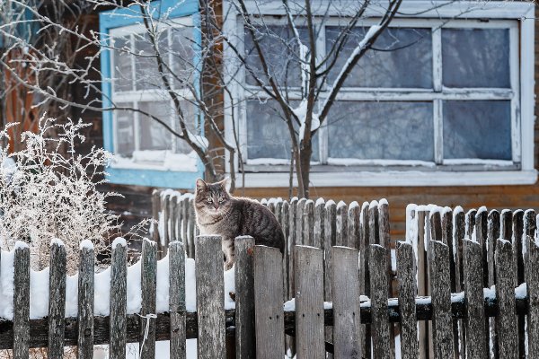 Зимний забор