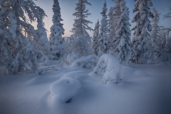 Сугробы в лесу