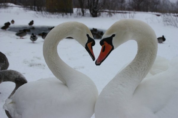 Пара лебедей зимой